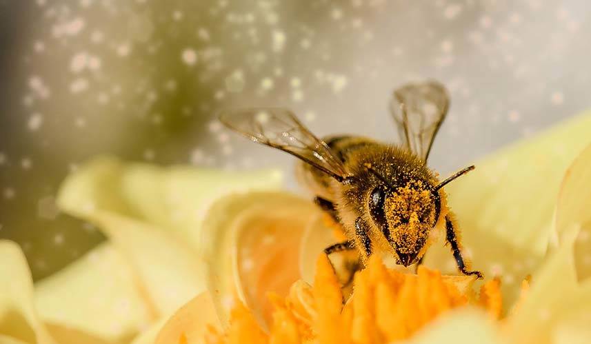 Bee and Flower Pollen