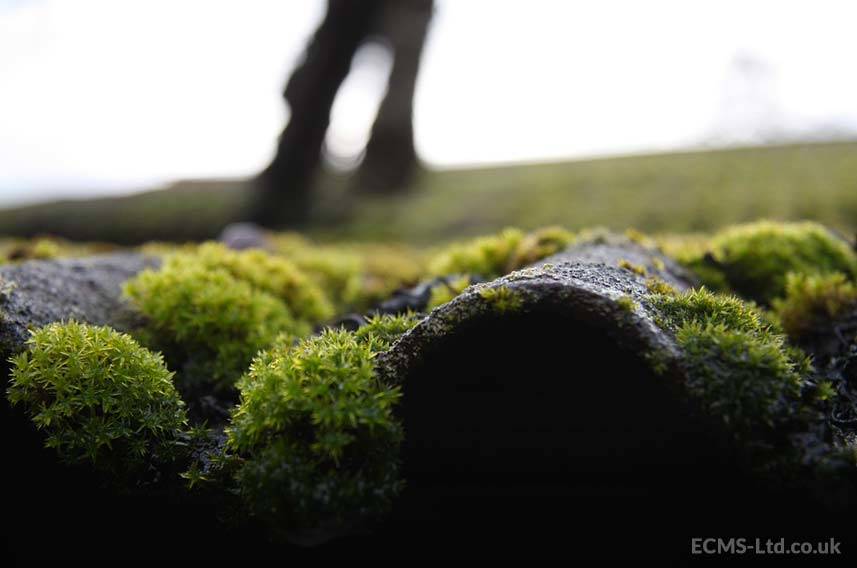 Roof Moss Build Up