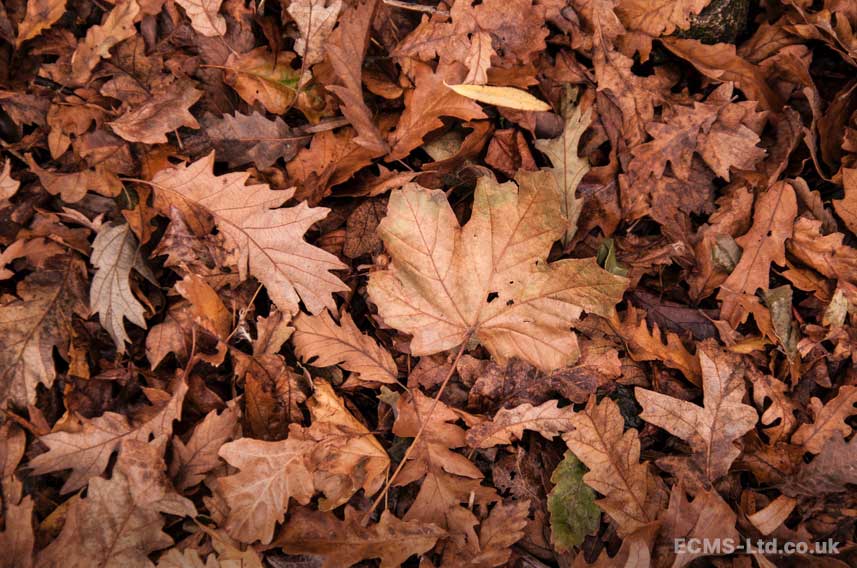 Pile of Brown Leaves