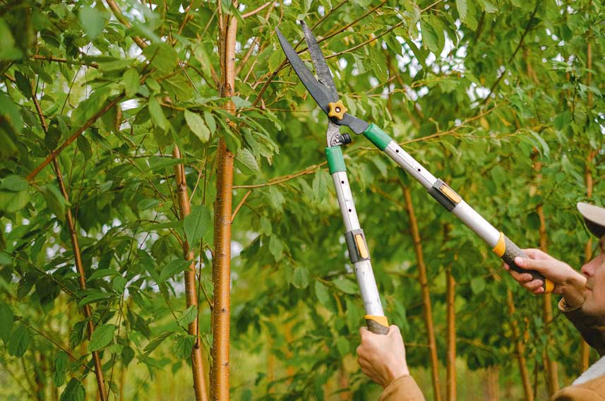 Pruning Shrubs