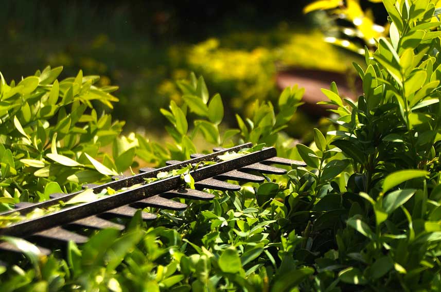 Hedge Trimming